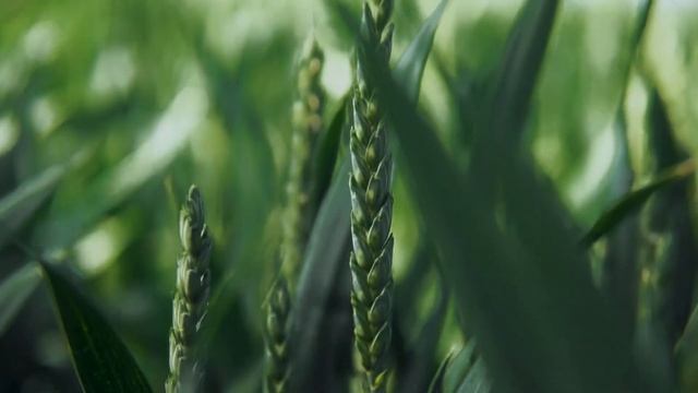 ЛГ Керамік - новий сорт озимої пшениці Лімагрейн смотреть онлайн