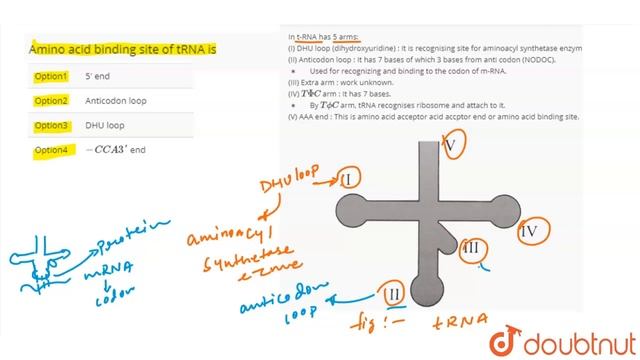 Amino acid binding site of tRNA is смотреть онлайн