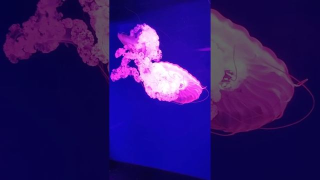 музей медуз. южноамериканская морская крапива смотреть онлайн