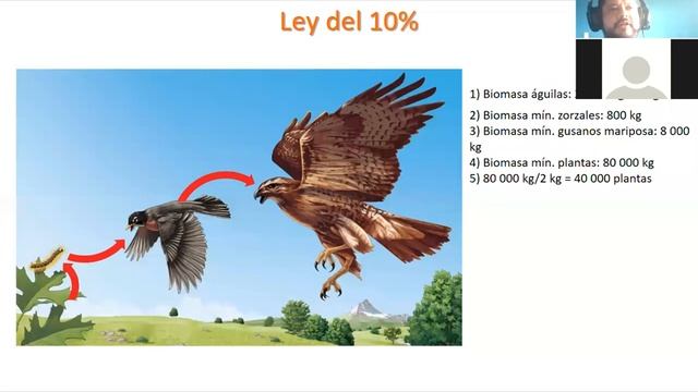 LABORATORIO ECOLOGIA смотреть онлайн
