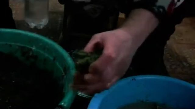 КЛУБНИКА - ВИНОГРАД! ЭКСПЕРИМЕНТ ПО ЗАЩИТЕ!