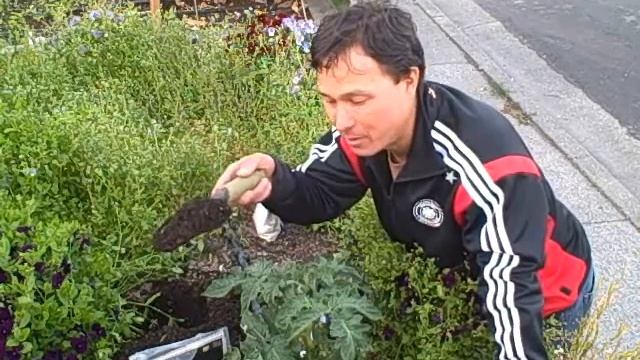 Grow Bigger, Healthier and More Food by using Mycorrhiza in Your Garden смотреть онлайн