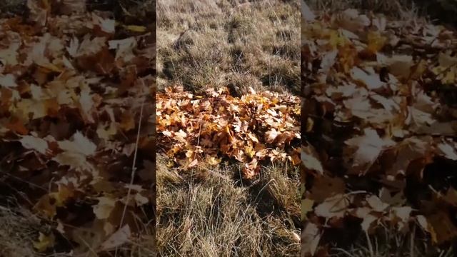 ягода малинка смотреть онлайн