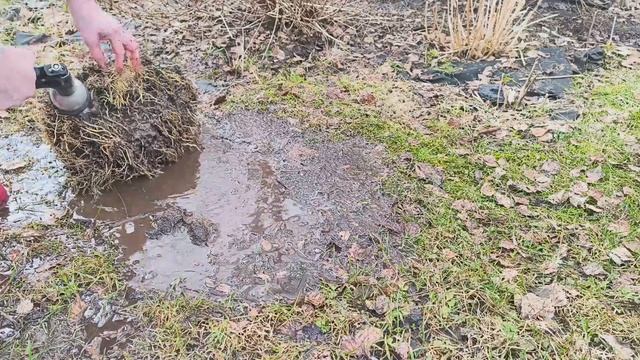 Делю хосту на продажу 🌱 смотреть онлайн