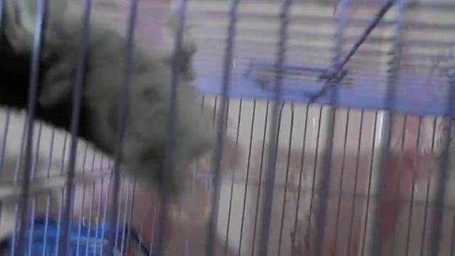 Федя бешеный хомяк смотреть онлайн