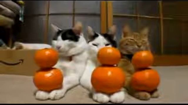 Лучшие приколы с кошками=) смотреть онлайн