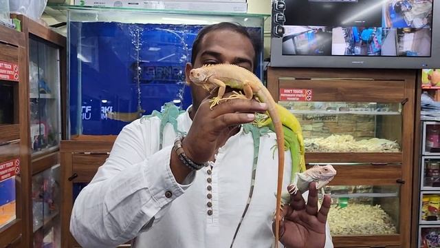 Snow Iguana, Albino Iguana, Pied Iguana, Blue Iguana, Green Iguana at Karnataka Aquarium смотреть онлайн