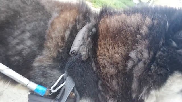 Он дал собаке вторую жизнь! смотреть онлайн