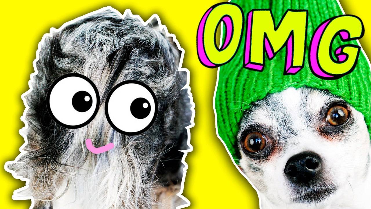 ЧТО БУДЕТ ЕСЛИ СОБАКУ НЕ СТРИЧЬ 100 ДНЕЙ?! Не повторять дома! ✂️😱 смотреть онлайн