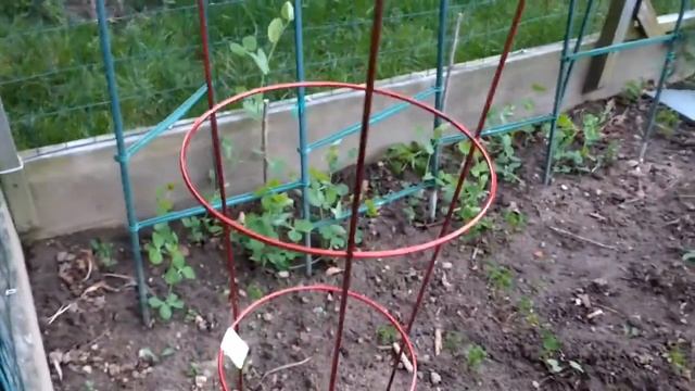 Пробное видео. Сад-огород семьи со средним достатком. смотреть онлайн