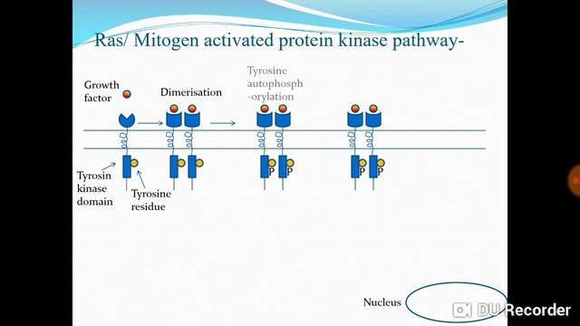 Ligand gated gates ion channel, enzyme linked receptor and nuclear receptor in hindi. Ep5 смотреть онлайн