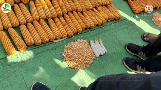 all veriety's of advanta seeds ADV759, PAC751 elite, adv 9293 , pac741 may give bumper production смотреть онлайн