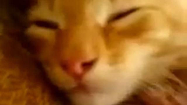 Кошка кричит смотреть онлайн