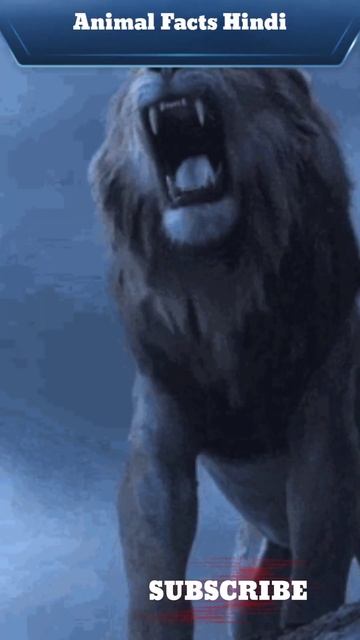 Facts about LION in Hindi || Lion Facts || Animal Facts Hindi #trending #shorts смотреть онлайн