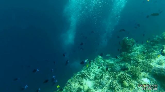 Копия видео "ellaidhoo maldives by cinnamon home reef Пузырики" смотреть онлайн