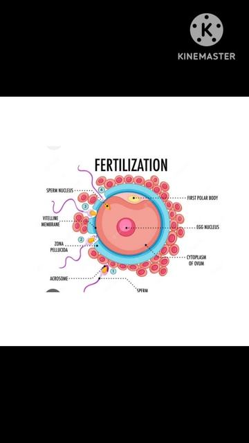 # Fertilization смотреть онлайн