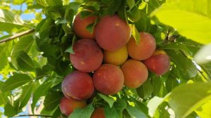 Короткая обрезка алычи плюсы и минусы .