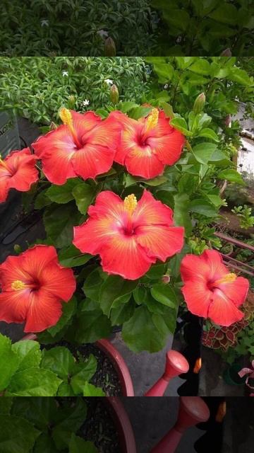 Beautiful Hibiscus flowers created by GOD🌺🌺🌺 смотреть онлайн
