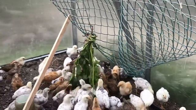 Цыплята в теплице смотреть онлайн