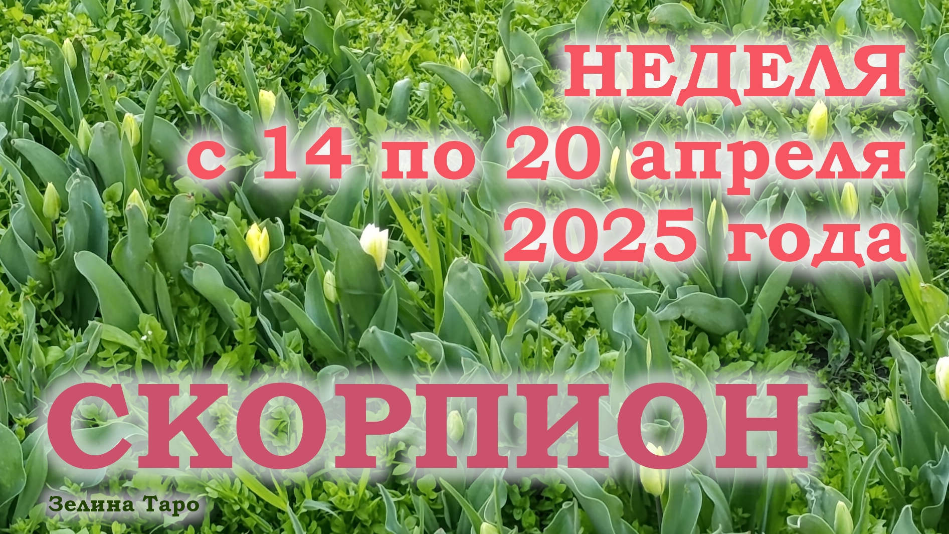 СКОРПИОН | ТАРО прогноз на неделю с 14 по 20 апреля 2025 года