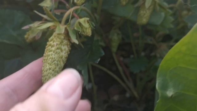 #садоваяземляника Азия первый урожай смотреть онлайн