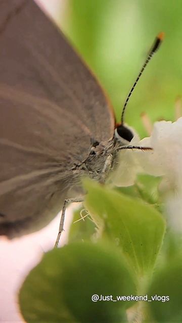 Gray Hairstreak Butterfly | Macro Photography смотреть онлайн