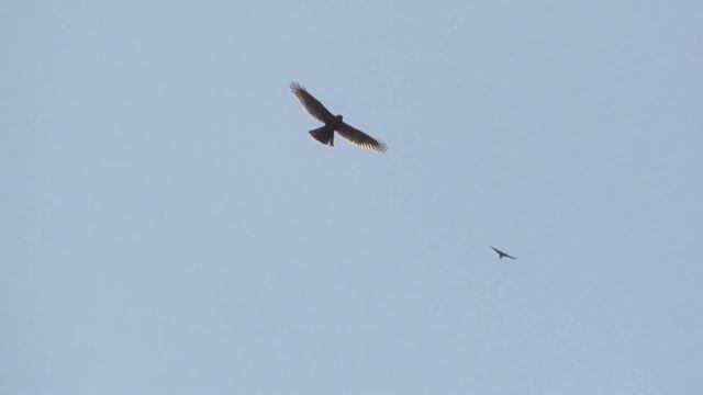 Ястреб Тетеревятник атаковал голубей. Goshawk Attacked Pigeons