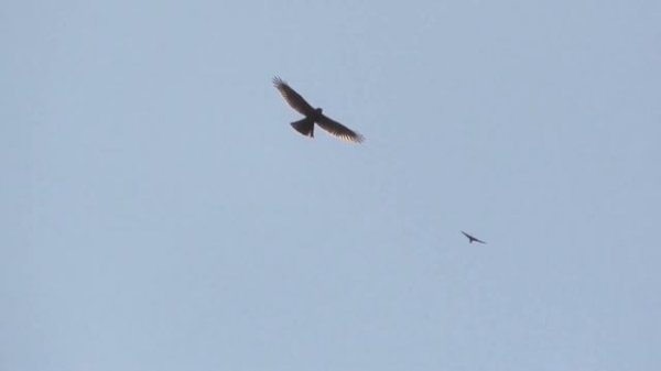 Ястреб Тетеревятник атаковал голубей. Goshawk attacked pigeons