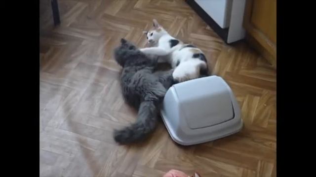 Мои хулиганки))) смотреть онлайн