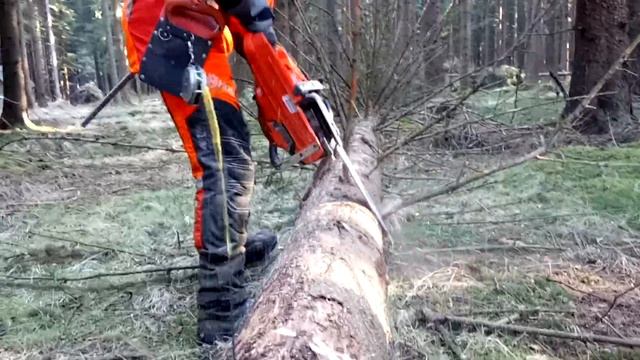 Felling the tree by the legendary Chainsaw Husqvarna 572XP смотреть онлайн