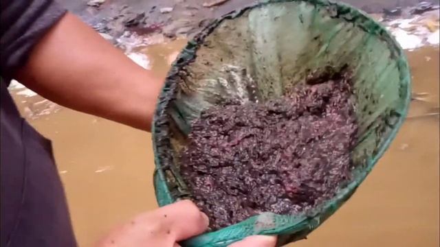 How to hunt tubifex worms using strainer/ fine net ( Easiest Way ) смотреть онлайн