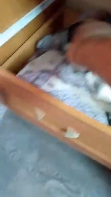 Наши собачки в помещении. Приют ДРУГ ЖИВИ. г. ОМСК смотреть онлайн