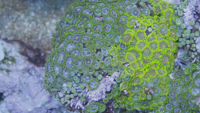 All About Nickel in a Reef Tank with SPS Coral смотреть онлайн