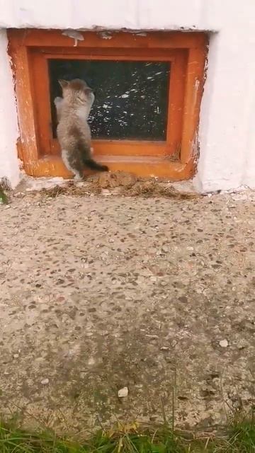 Нашли друга 🐈 смотреть онлайн