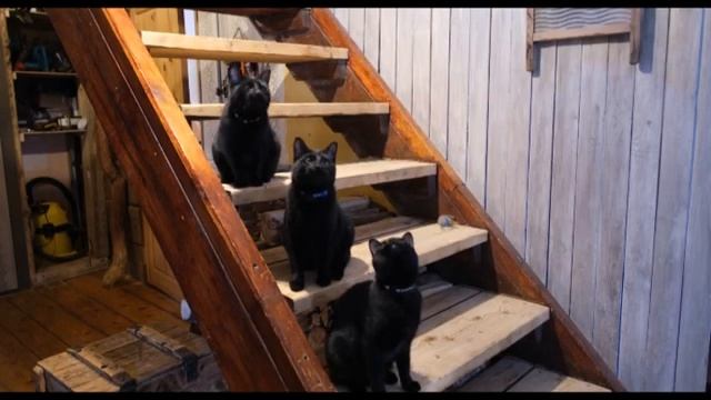 Кошки и темперамент: Ёшка, Трусильда и Ёлка - жизнь в чёрном теле) смотреть онлайн