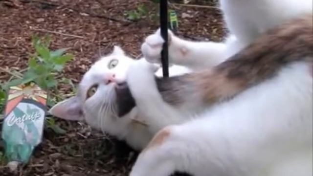 О эти забавные животные!!! смотреть онлайн