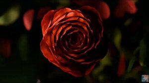 11-04-2025 Антивозрастная матрица Гаряева. Омоложение.