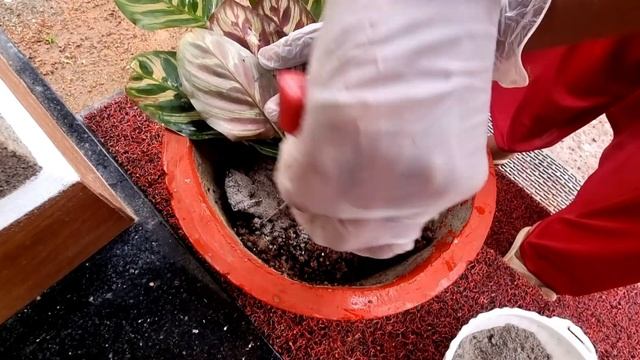 മഴക്കാലത്ത് ചെടികൾക്ക് ഇത് ഉറപ്പായിട്ടും കൊടുക്ക്||Best Flowering Fertlizer for all Plants. смотреть онлайн