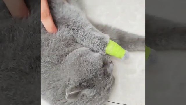 Vendajes de mascotas, Venda elástica para perros y gatos смотреть онлайн
