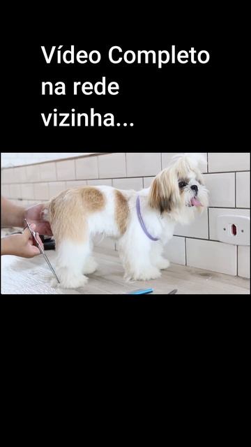 Tosa na tesoura em ShihTzu смотреть онлайн