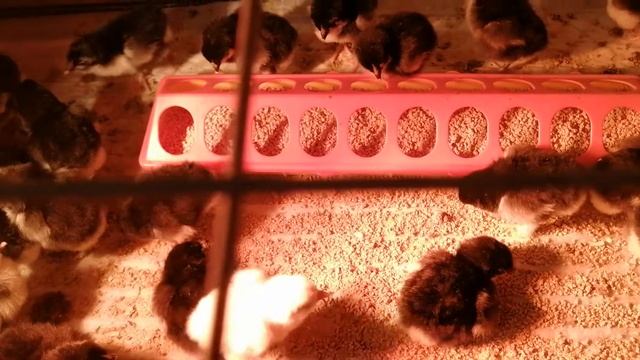 Цыплята Черно Медного марана и Чёрное серебро смотреть онлайн