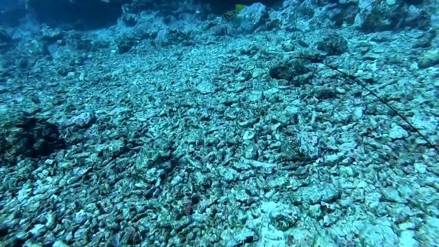 Spearfishing Vanuatu Ep.#1 “Setting up and exploring this tropical paradise” смотреть онлайн