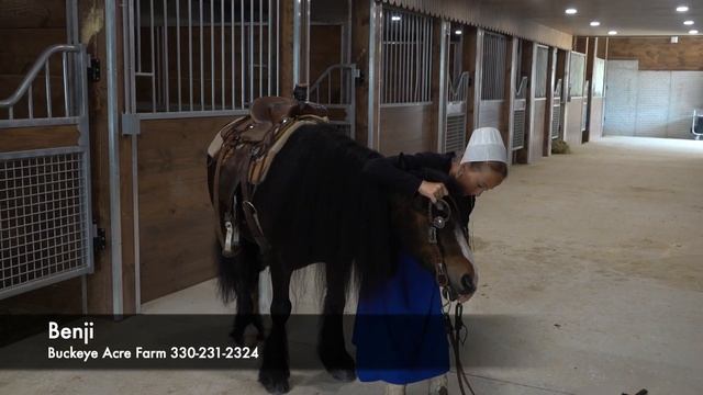 SOLD: Intl Bellbottom Bandit presented by Buckeye Acre Farm @ смотреть онлайн