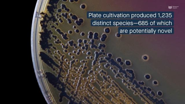 Exploring phycospheric bacteria in green, brown, and red algae смотреть онлайн