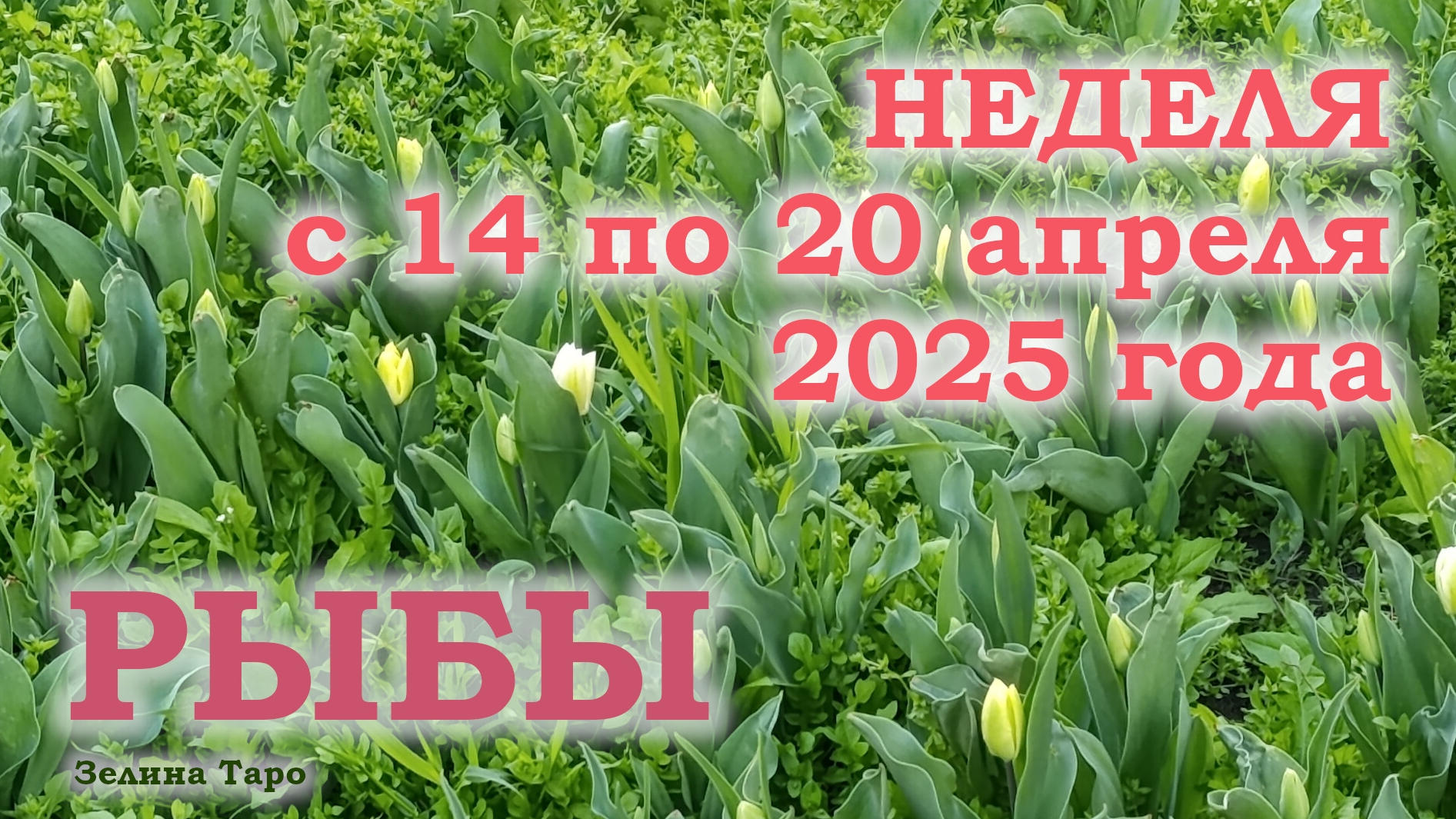 РЫБЫ | ТАРО прогноз на неделю с 14 по 20 апреля 2025 года