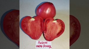 Обзор томатов Анна Мейер , Голубика и Рыбное озеро Осхард .