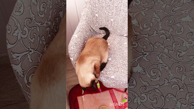 Доброе☀️утро🐱😂💖‼️ #кошка Ладушка #жизнь инвалида #смешныекоты смотреть онлайн