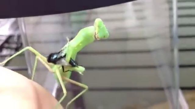 Indochina Mantis - Hierodula patellifera смотреть онлайн
