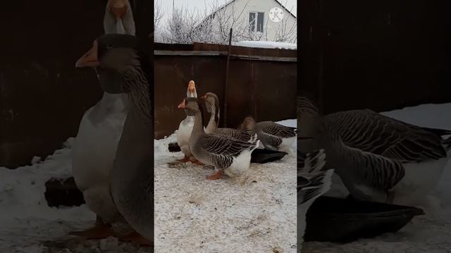 Холмогор қаздары Орал қаласы.Холмогорские гуси . смотреть онлайн