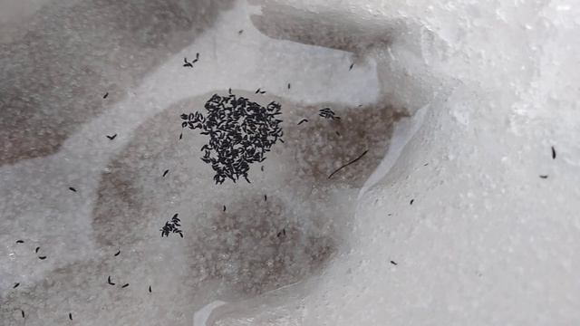 Ледяные блохи смотреть онлайн